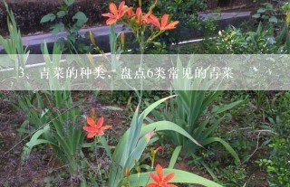 青菜的种类，盘点6类常见的青菜