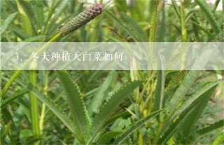 冬天种植大白菜如何