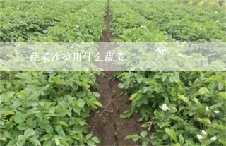 蔬菜沙拉用什么蔬菜