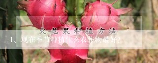 现在季节种植什么农作物最好？