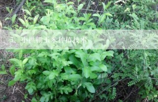 小拱棚玉米种植技术