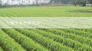 大棚冬姜种植技术？