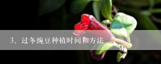 过冬豌豆种植时间和方法