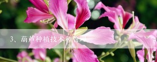 葫芦种植技术和管理