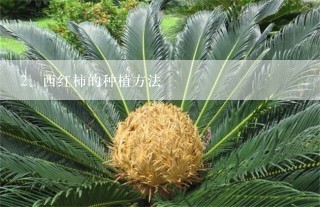 西红柿的种植方法