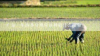广东一年四季分别应该种植什么蔬菜?