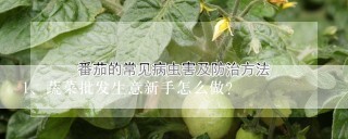 蔬菜批发生意新手怎么做？