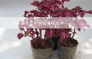 大量蔬菜怎样找销售渠道