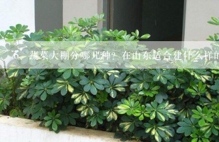 蔬菜大棚分哪几种？在山东适合建什么样的蔬菜大棚？