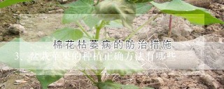 盆栽苹果的种植正确方法有哪些