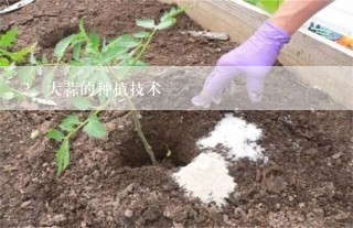 大蒜的种植技术