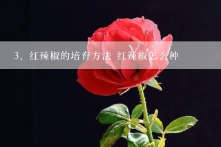 红辣椒的培育方法 红辣椒怎么种