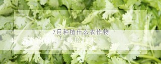 香菇的种植与栽培技术