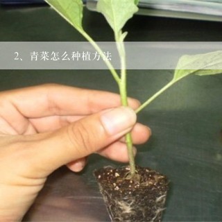 青菜怎么种植方法