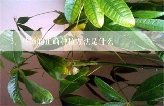 马蹄的正确种植方法是什么