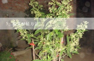 蔬菜种植方法