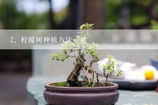 柠檬树种植方法一览