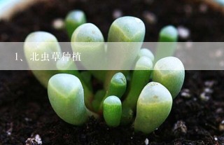 北虫草种植