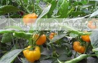 当代大棚茄子种植需要哪些技术才能产出优质茄子？