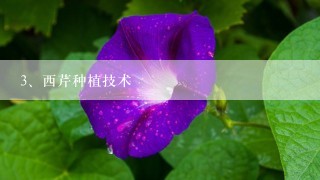 西芹种植技术