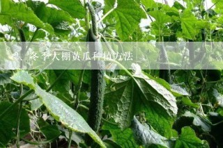 冬季大棚黄瓜种植方法