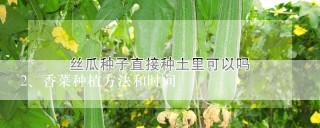 香菜种植方法和时间