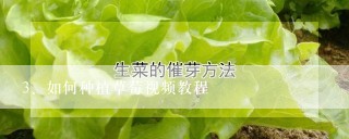 如何种植草莓视频教程