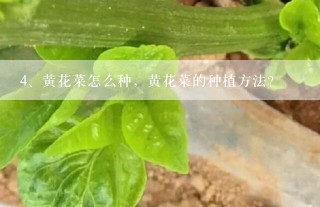 黄花菜怎么种，黄花菜的种植方法？