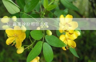 蔬菜沙拉用什么菜