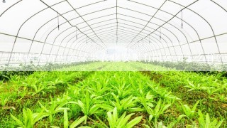 陕西冬青生态绿果农业发展有限公司怎么样？