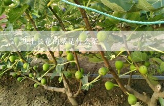 头上长花的菜是什么菜