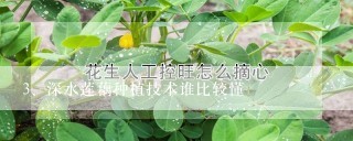 深水莲藕种植技术谁比较懂