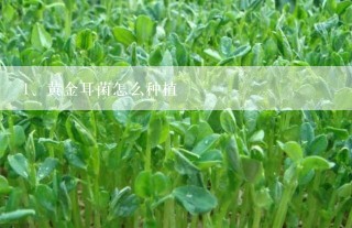 黄金耳菌怎么种植