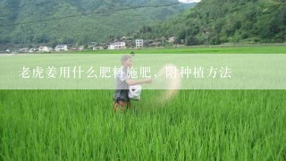 老虎姜用什么肥料施肥，附种植方法