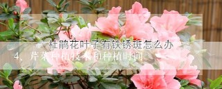 芹菜种植技术和种植时间