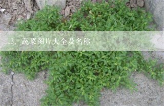 蔬菜图片大全及名称