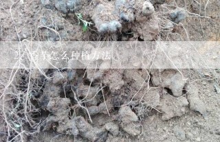 香芋怎么种植方法