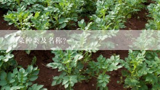 颈菜种类及名称？