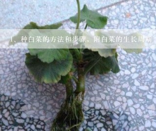 种白菜的方法和步骤，附白菜的生长周期