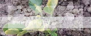 杏树种子的种植方法