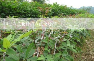 西兰花种植方法全过程