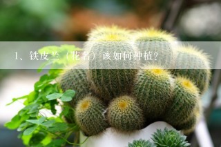 铁皮兰（花名）该如何种植？