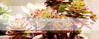 绿色蔬菜种植