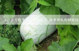 北方秋季黄瓜种植技术_秋季黄瓜的种植技巧