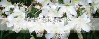 八号辣椒种植技术视频