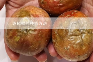 香樟树的种植方法