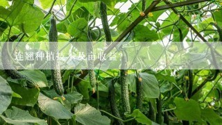 连翘种植技术及亩收益？