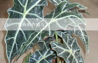 三角梅的养殖方法