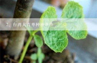 台湾大青枣种植条件