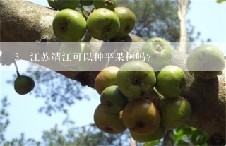 江苏靖江可以种平果树吗？